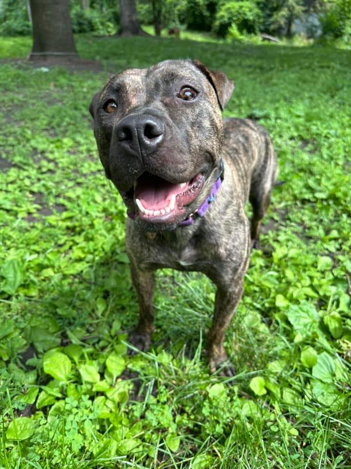 Sarah, an adoptable Pit Bull Terrier in Minneapolis, MN, 55412 | Photo Image 2