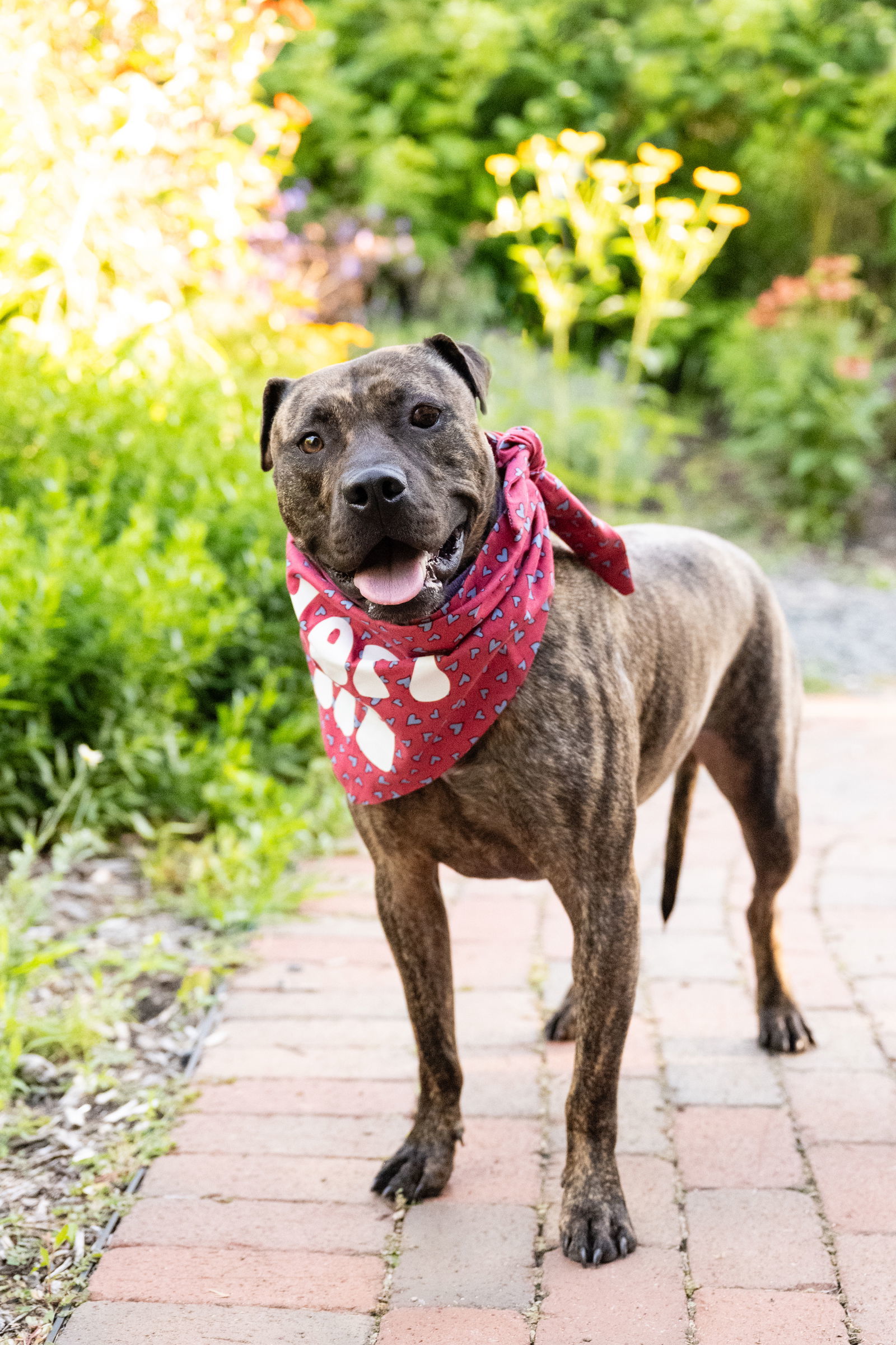 Sarah, an adoptable Pit Bull Terrier in Minneapolis, MN, 55412 | Photo Image 2