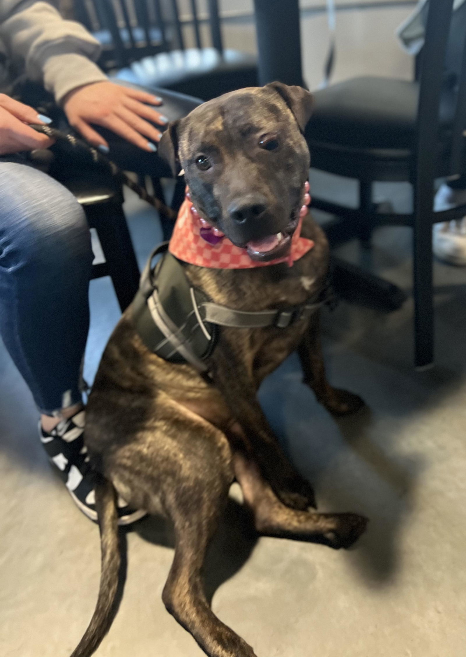 Sarah, an adoptable Pit Bull Terrier in Minneapolis, MN, 55412 | Photo Image 3