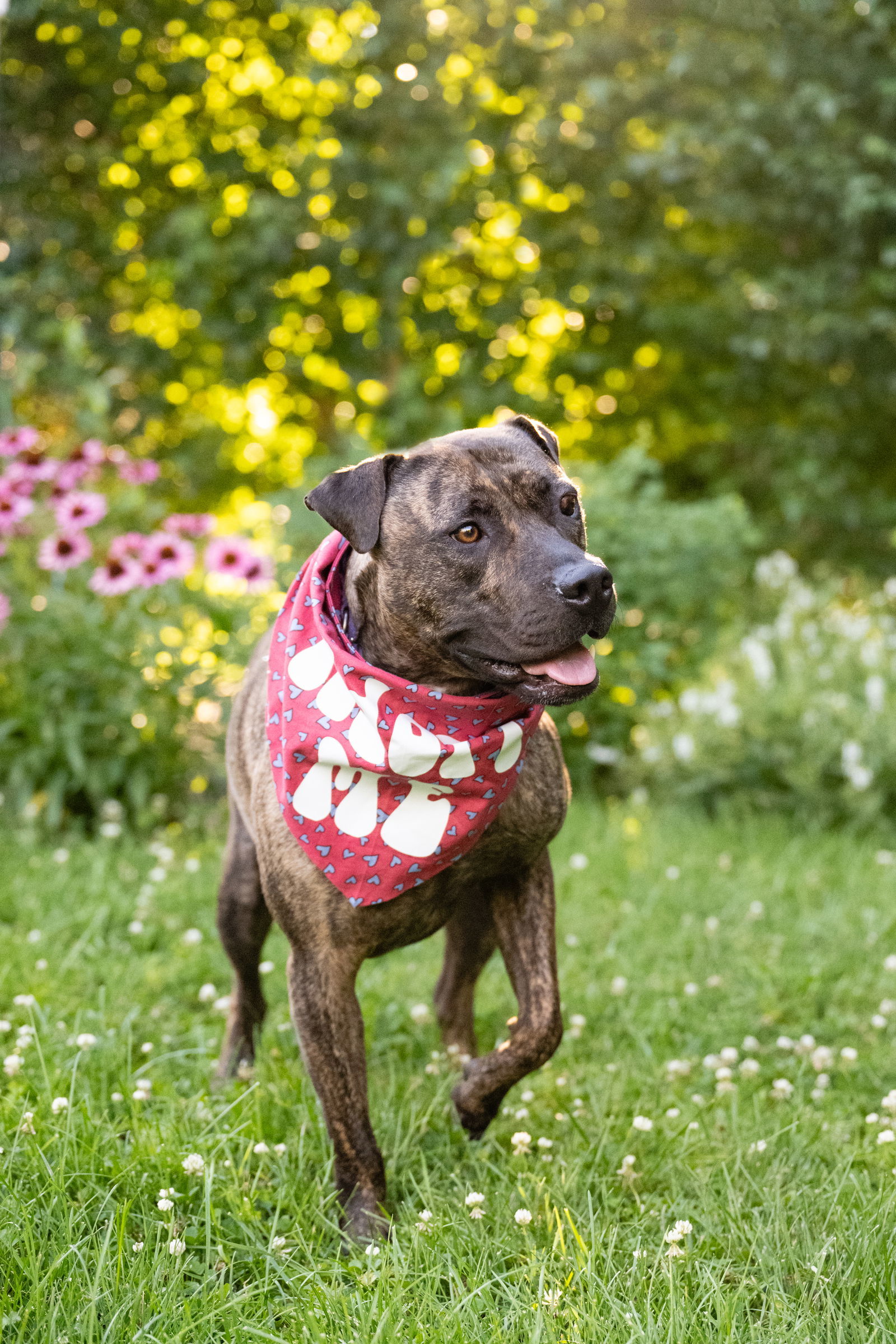 Sarah, an adoptable Pit Bull Terrier in Minneapolis, MN, 55412 | Photo Image 3