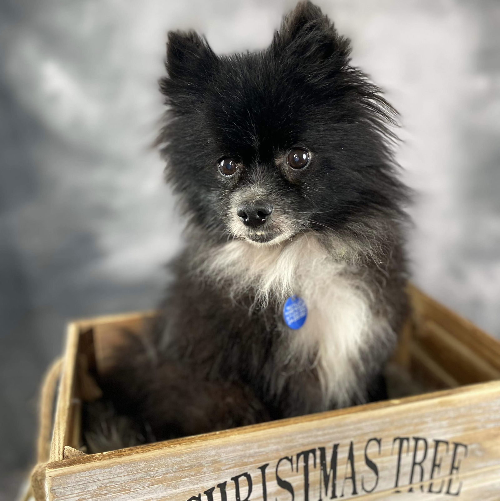 Orio, an adoptable Pomeranian in Garland, TX, 75040 | Photo Image 1