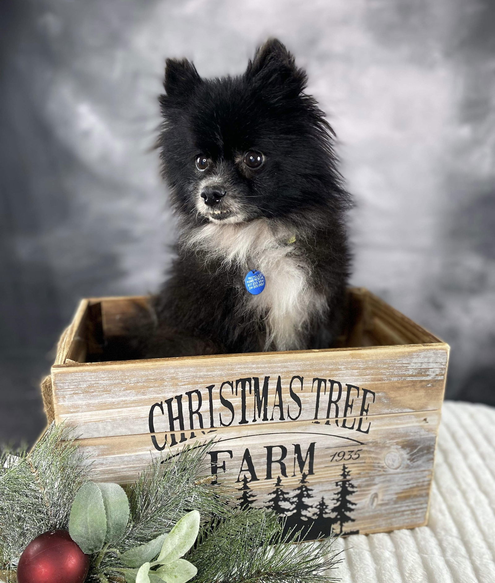 Orio, an adoptable Pomeranian in Garland, TX, 75040 | Photo Image 2