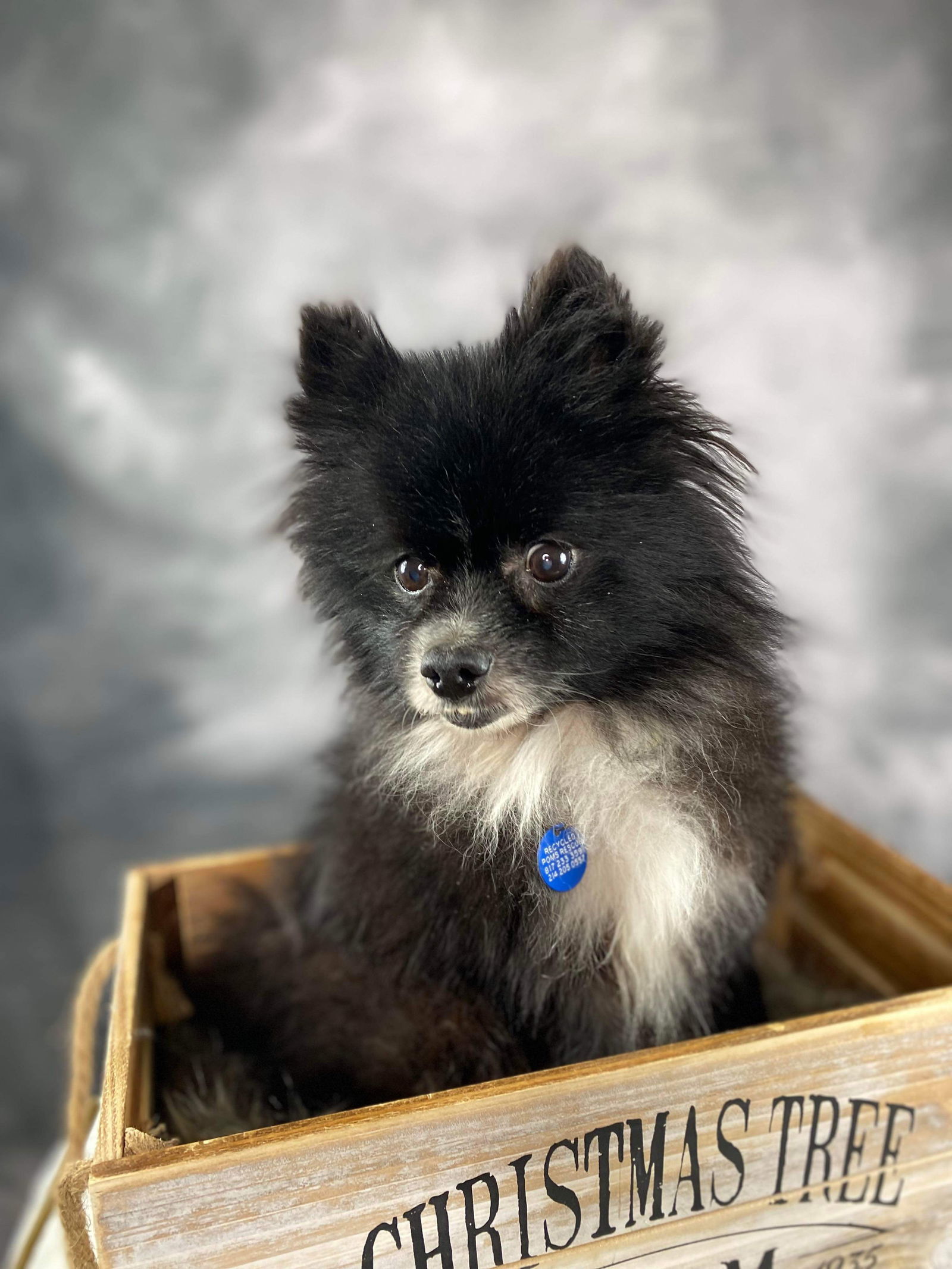 Orio, an adoptable Pomeranian in Garland, TX, 75040 | Photo Image 3