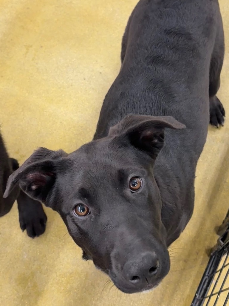 Perricholi, an adoptable Labrador Retriever, Shepherd in Fort Lupton, CO, 80621 | Photo Image 2