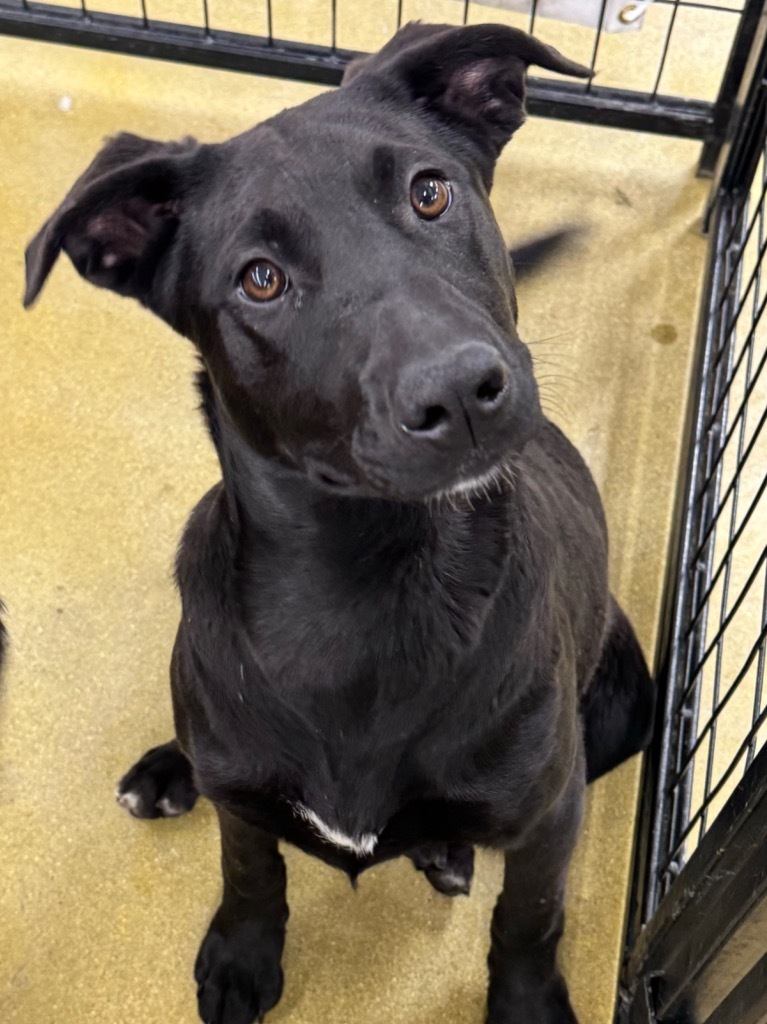 Perricholi, an adoptable Labrador Retriever, Shepherd in Fort Lupton, CO, 80621 | Photo Image 3