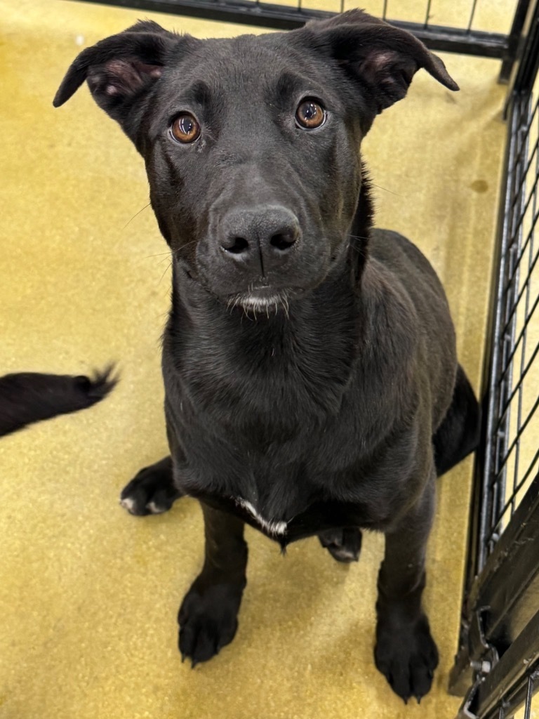 Perricholi, an adoptable Labrador Retriever, Shepherd in Fort Lupton, CO, 80621 | Photo Image 4