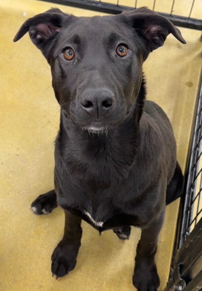 Perricholi, an adoptable Labrador Retriever, Shepherd in Fort Lupton, CO, 80621 | Photo Image 5