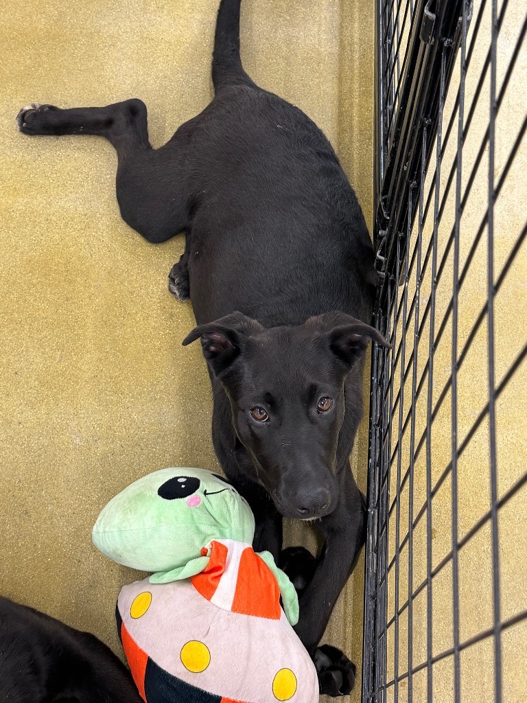 Perricholi, an adoptable Labrador Retriever, Shepherd in Fort Lupton, CO, 80621 | Photo Image 6