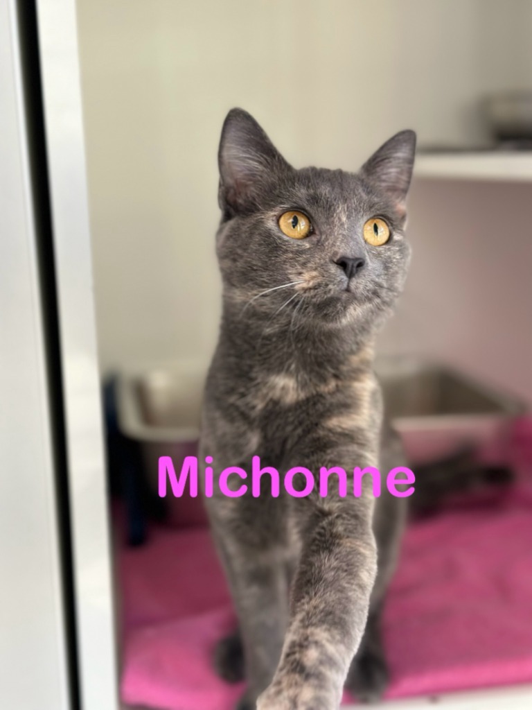 MICHONNE Kitten