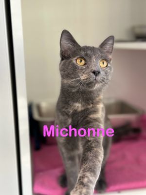 MICHONNE Kitten