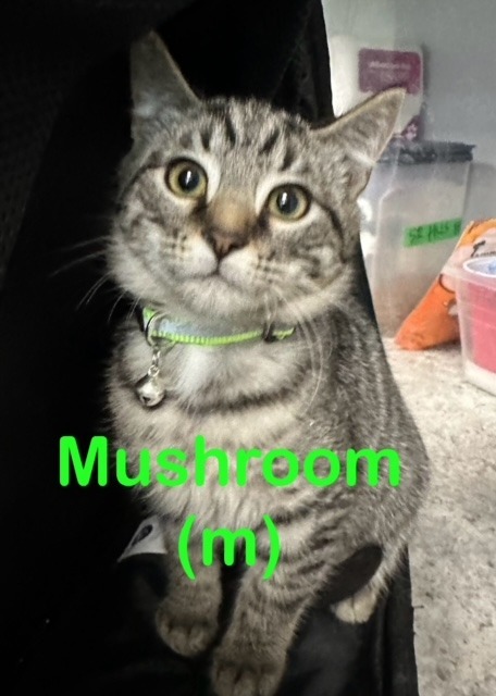 MUSHROOM Kitten