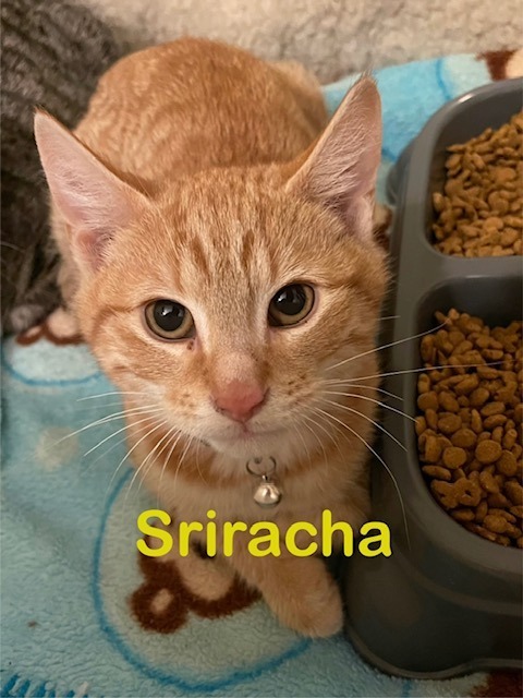 SRIRACHA Kitten
