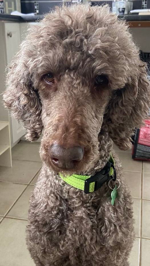 Petfinder best sale standard poodle