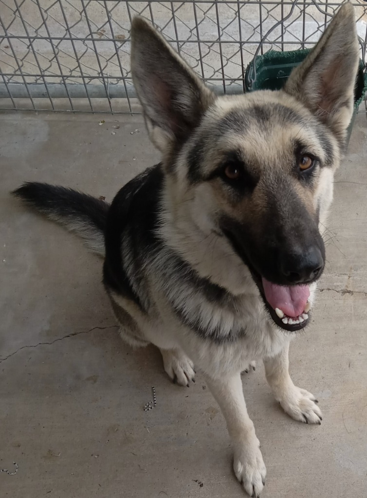 Dog For Adoption - Toby, A German Shepherd Dog In Brownwood, Tx 