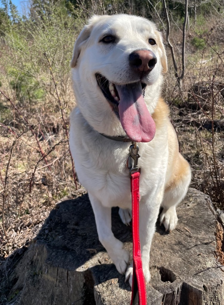 Neo, an adoptable Labrador Retriever in Glenfield, NY, 13343 | Photo Image 1
