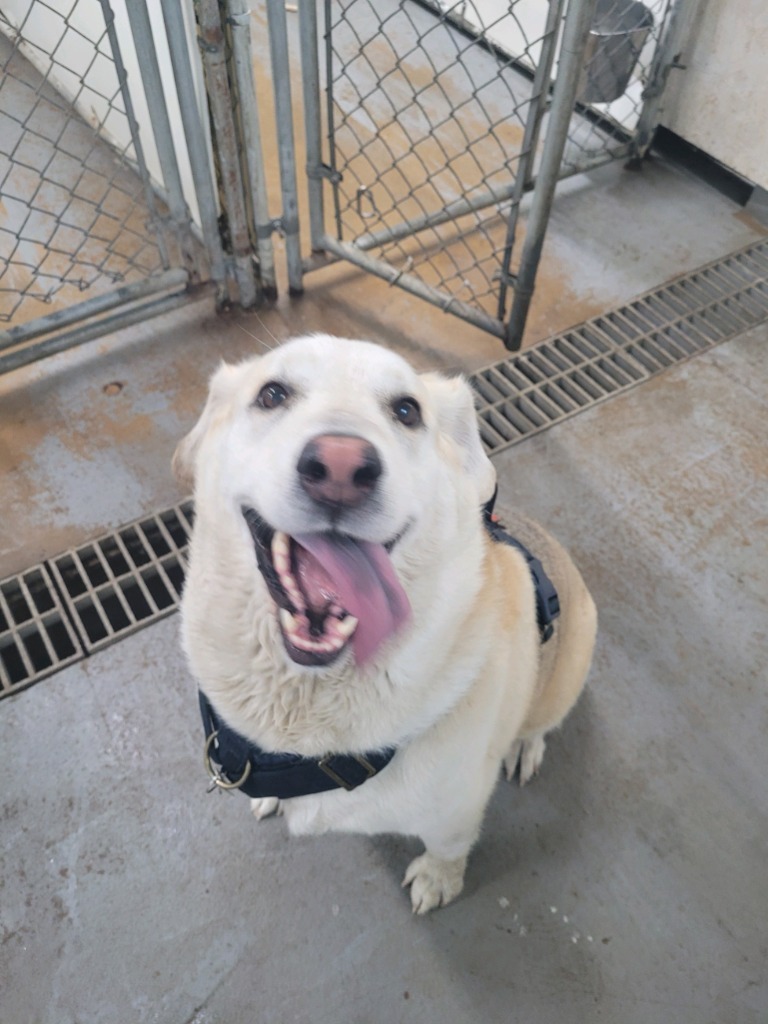 Neo, an adoptable Labrador Retriever in Glenfield, NY, 13343 | Photo Image 2