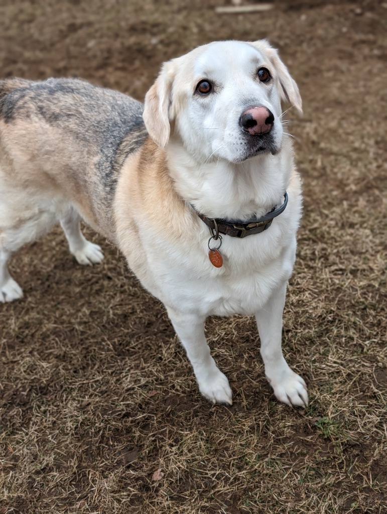 Neo, an adoptable Labrador Retriever in Glenfield, NY, 13343 | Photo Image 5
