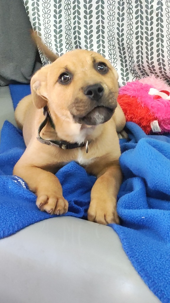 Stephen, an adoptable Labrador Retriever in Swainsboro, GA_image-2