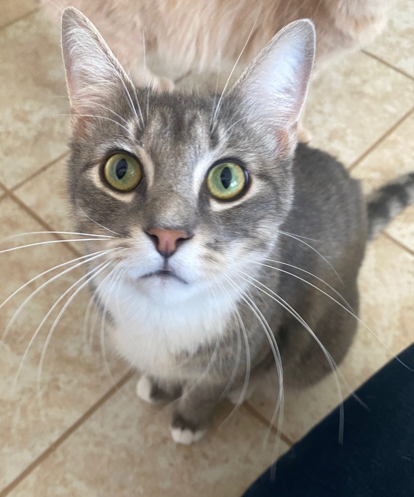 Skynyrd, an adoptable Domestic Short Hair in Grand Junction, CO, 81505 | Photo Image 1