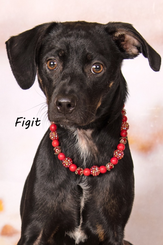Figit, an adoptable Chihuahua & Shepherd Mix in Gilbert, AZ_image-3