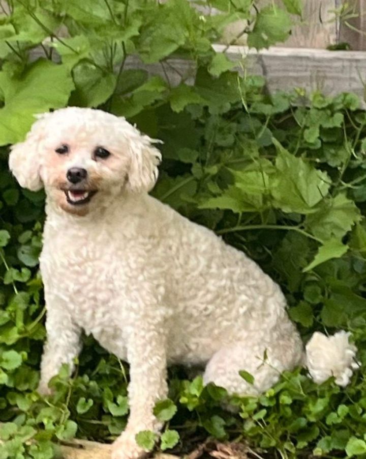 Bichon frise hot sale petfinder