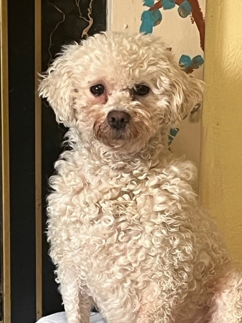 Holly, an adoptable Bichon Frise in Libertyville, IL_image-2