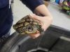 Squirt photo 3