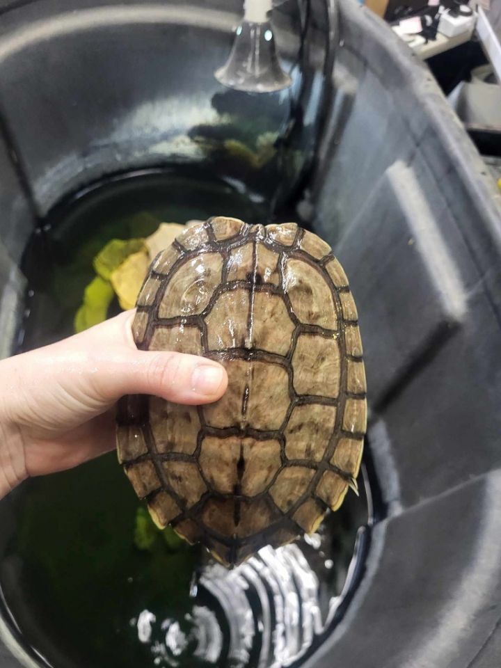 Squirt, an adoptable Turtle in CRYSTAL LAKE, IL_image-2