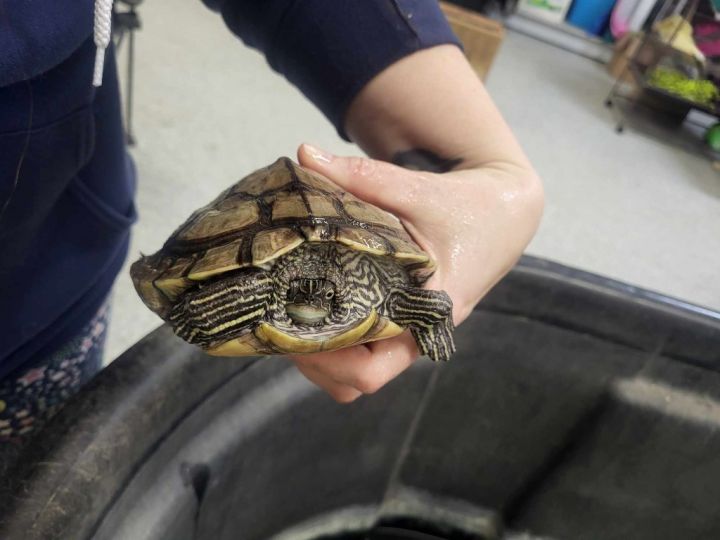 Squirt, an adoptable Turtle in CRYSTAL LAKE, IL_image-3
