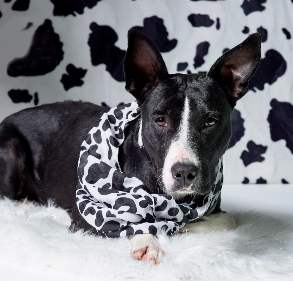 Bella Donna, an adoptable Bull Terrier, McNab in Hardeeville, SC, 29927 | Photo Image 2