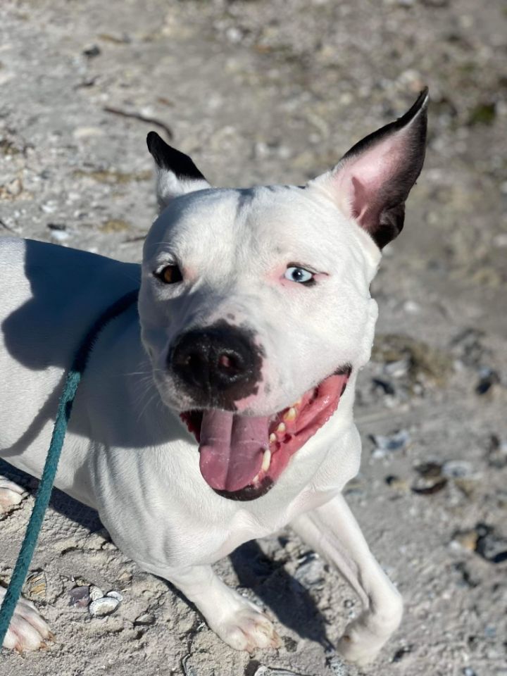 Naveen, an adoptable Pit Bull Terrier & Husky Mix in Sebastian, FL_image-2