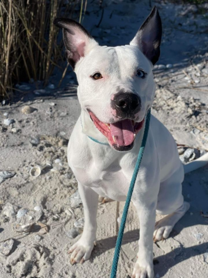 Naveen, an adoptable Pit Bull Terrier & Husky Mix in Sebastian, FL_image-3