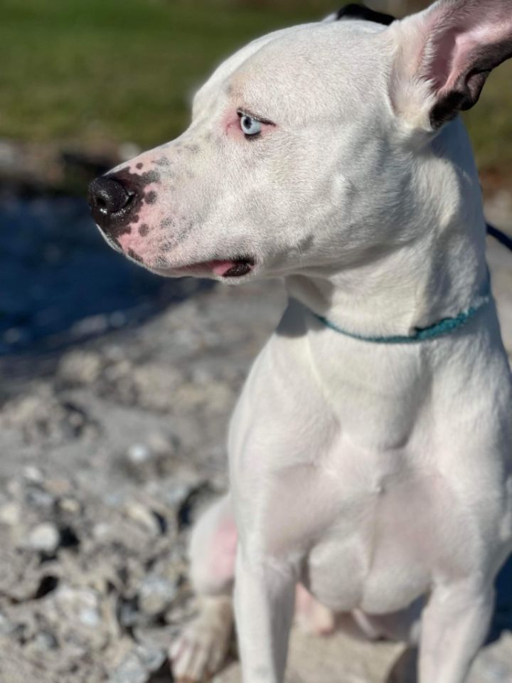 Naveen, an adoptable Pit Bull Terrier & Husky Mix in Sebastian, FL_image-5