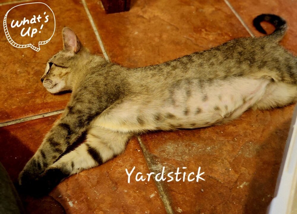 Yardstick 3439