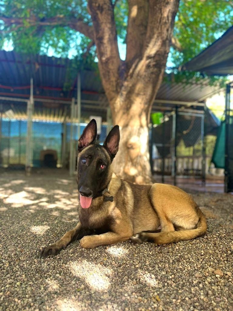 Harley, an adoptable German Shepherd Dog in San Juan de Abajo, NAY, 63732 | Photo Image 2