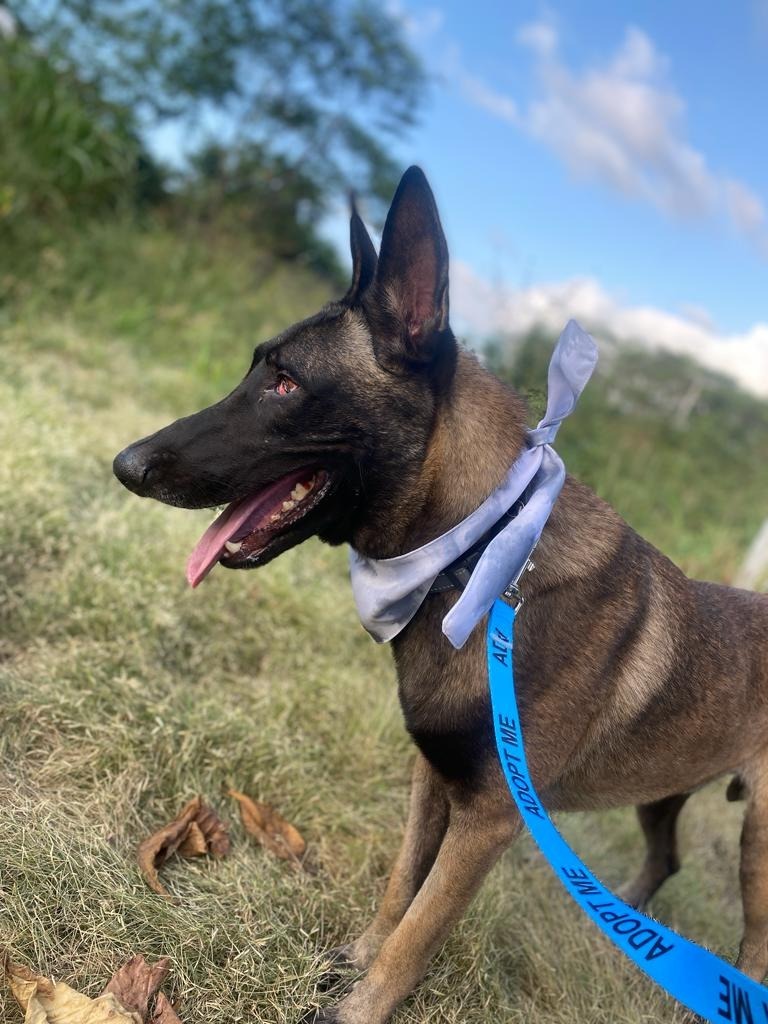 Harley, an adoptable German Shepherd Dog in San Juan de Abajo, NAY, 63732 | Photo Image 3