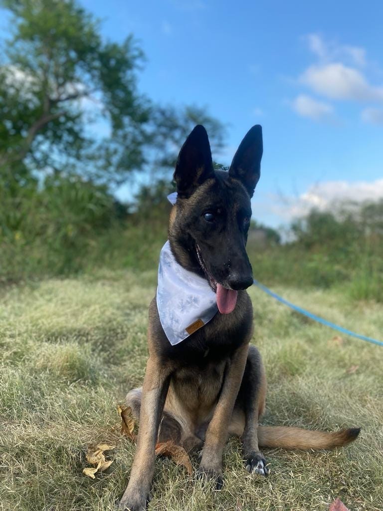 Harley, an adoptable German Shepherd Dog in San Juan de Abajo, NAY, 63732 | Photo Image 5