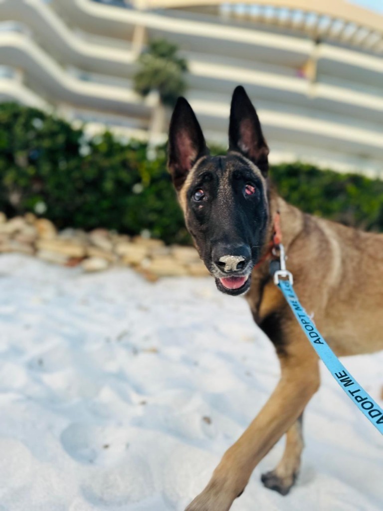 Harley, an adoptable German Shepherd Dog in San Juan de Abajo, NAY, 63732 | Photo Image 8