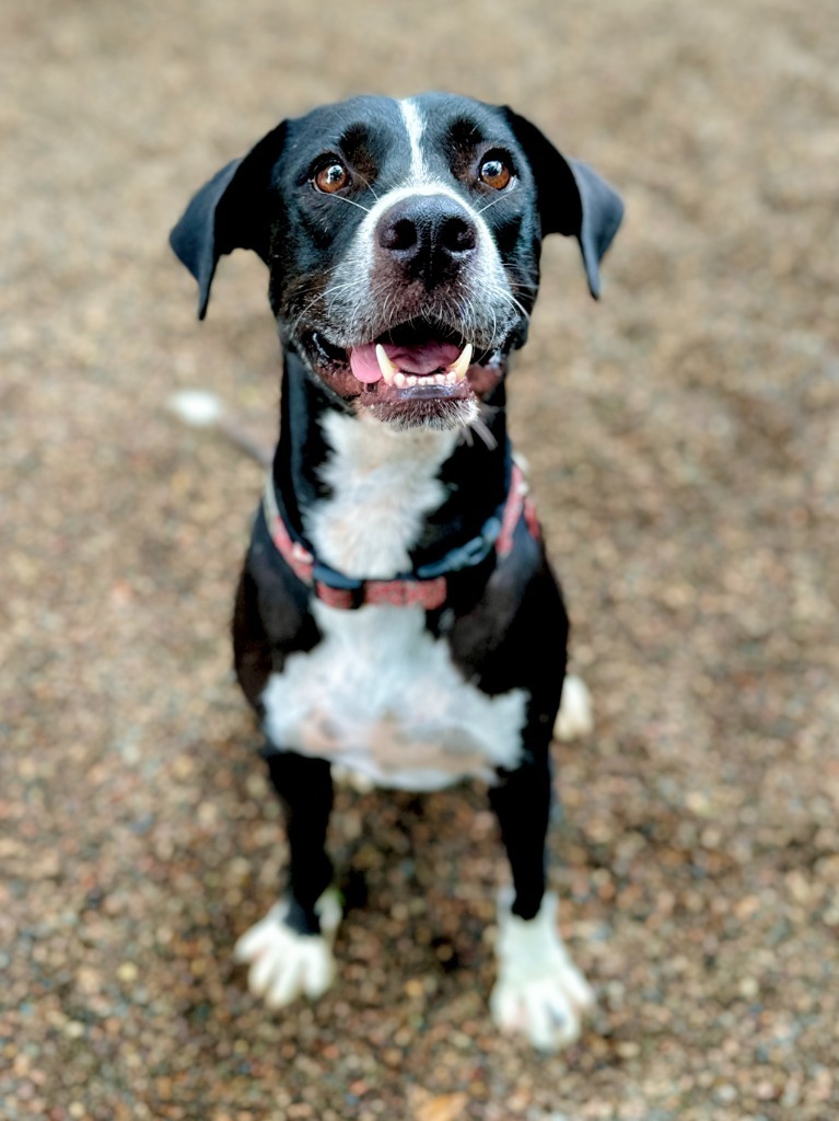 Bagheera, an adoptable Pointer, Labrador Retriever in San Juan de Abajo, NAY, 63732 | Photo Image 1