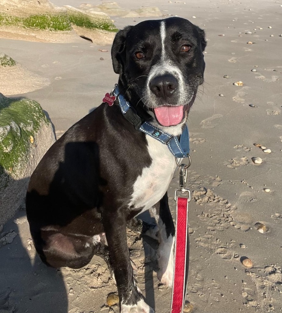 Bagheera, an adoptable Pointer, Labrador Retriever in San Juan de Abajo, NAY, 63732 | Photo Image 1