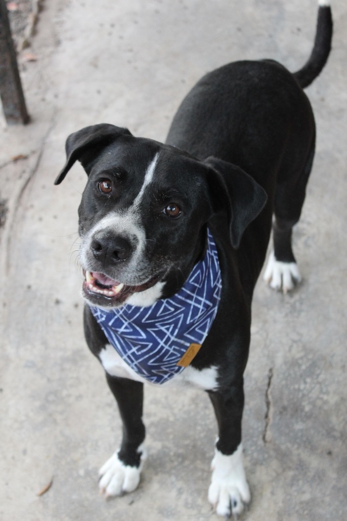 Bagheera, an adoptable Pointer, Labrador Retriever in San Juan de Abajo, NAY, 63732 | Photo Image 1