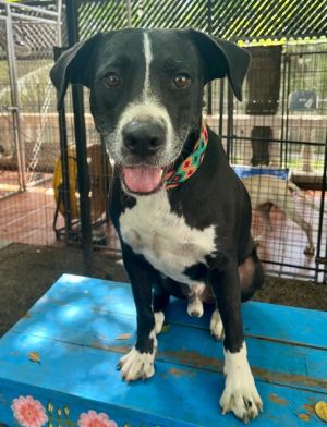 Bagheera, Adult Male Pointer