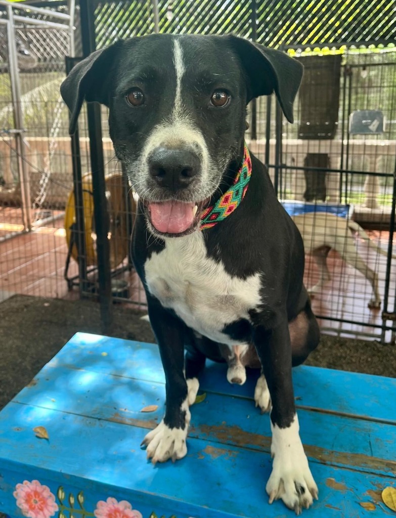 Bagheera, an adoptable Pointer, Labrador Retriever in San Juan de Abajo, NAY, 63732 | Photo Image 1