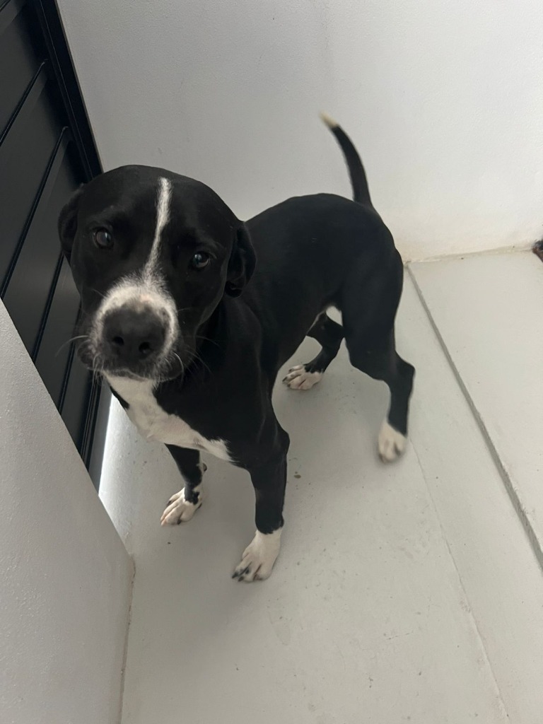 Bagheera, an adoptable Pointer, Labrador Retriever in San Juan de Abajo, NAY, 63732 | Photo Image 2