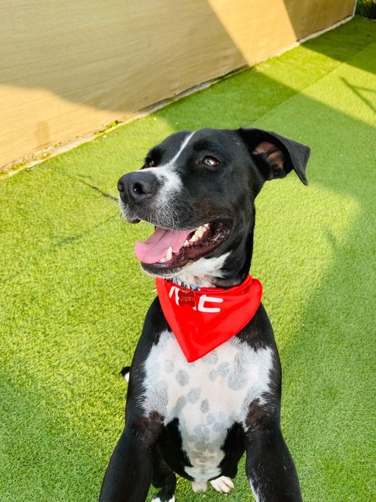 Bagheera, an adoptable Pointer, Labrador Retriever in San Juan de Abajo, NAY, 63732 | Photo Image 3