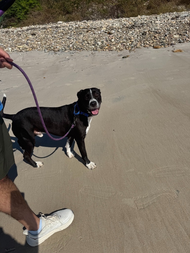 Bagheera, an adoptable Pointer, Labrador Retriever in San Juan de Abajo, NAY, 63732 | Photo Image 3
