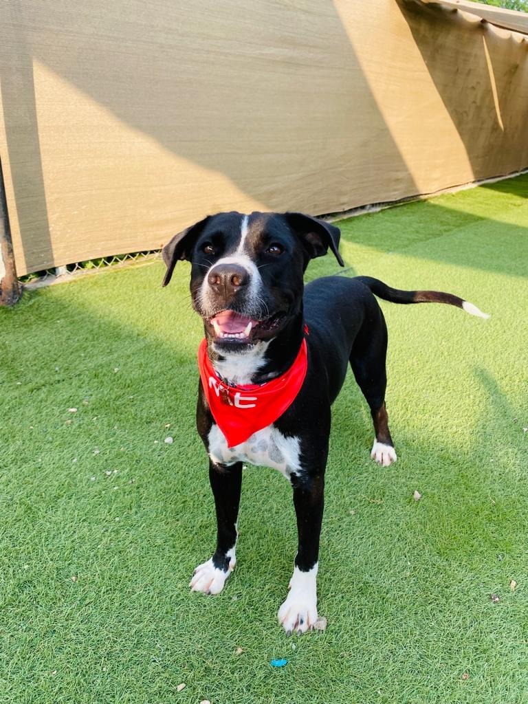 Bagheera, an adoptable Pointer, Labrador Retriever in San Juan de Abajo, NAY, 63732 | Photo Image 4