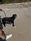 Bagheera photo 4