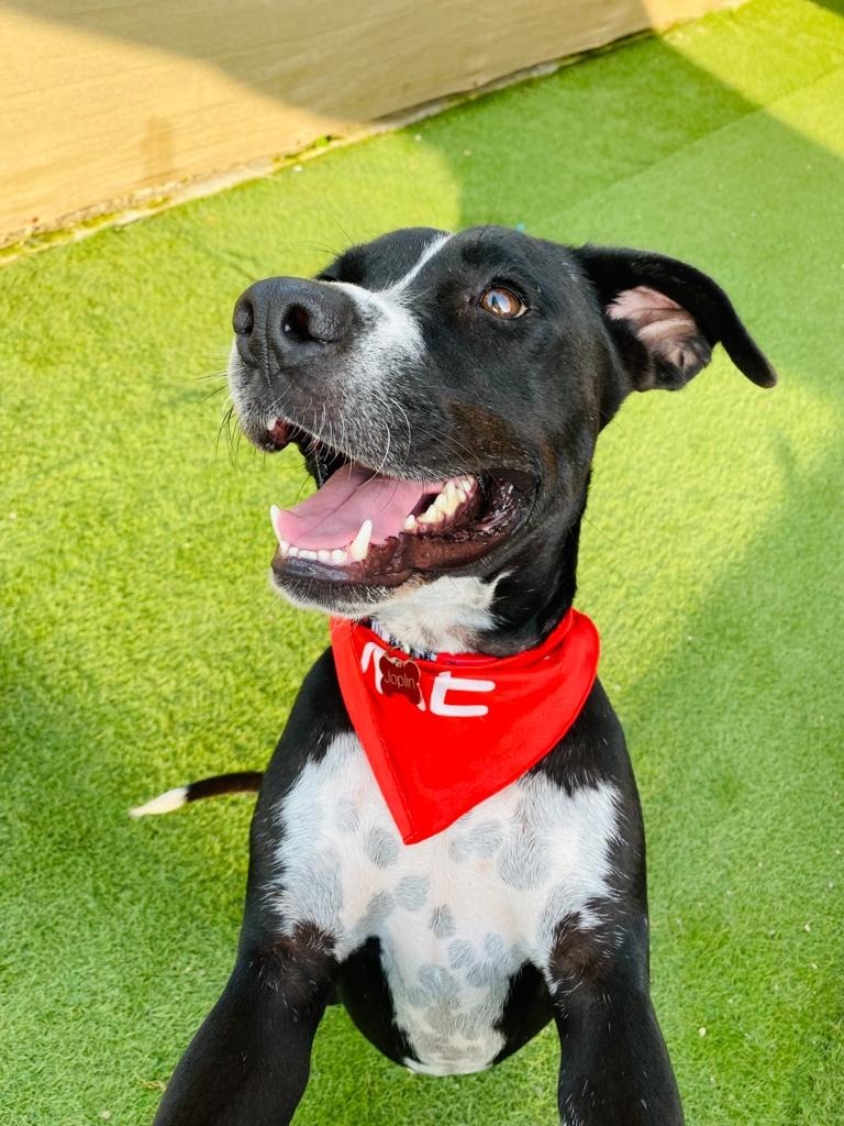 Bagheera, an adoptable Pointer, Labrador Retriever in San Juan de Abajo, NAY, 63732 | Photo Image 5