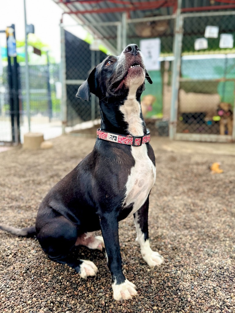 Bagheera, an adoptable Pointer, Labrador Retriever in San Juan de Abajo, NAY, 63732 | Photo Image 6